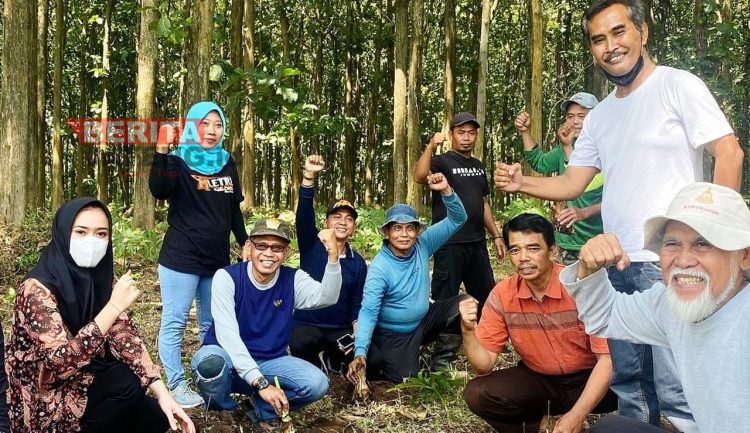 DPRD Pati Dampingi Petani Tanam Talas Beneng, Yeti Kristianti : Ini merupakan komoditi ekspor yang menjanjikan