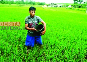 Pupuk Langka, DPRD Pati : Sudah dikomunikasikan dengan dinas terkait