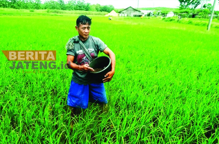 Pupuk Langka, DPRD Pati : Sudah dikomunikasikan dengan dinas terkait