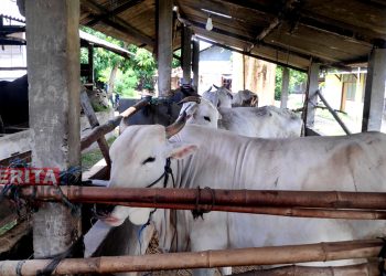 Sapi milik Kelompok Tani Ternak Desa Meteseh, Kecamatan Kaliori, Rembang. (RTW/Koran Lingkar)