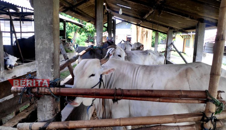 Sapi milik Kelompok Tani Ternak Desa Meteseh, Kecamatan Kaliori, Rembang. (RTW/Koran Lingkar)