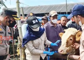 Cegah PMK, Ini yang dilakukan Pemerintah Kabupaten Temanggung