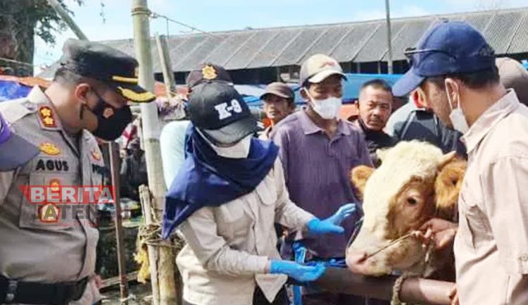 Cegah PMK, Ini yang dilakukan Pemerintah Kabupaten Temanggung
