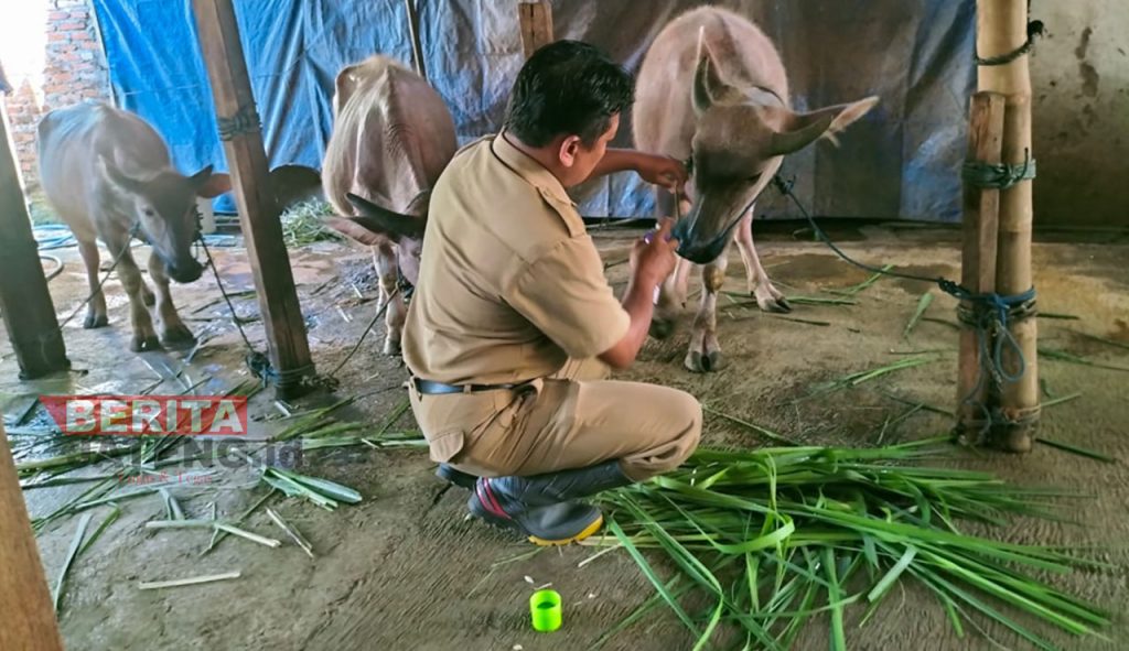 Petugas saat memeriksa kondisi sapi milik warga di Kabupaten Kudus, belum lama ini. (Istimewa)