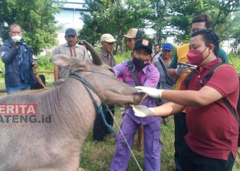 Petugas Dinas Pertanian dan Pangan (DPP) Kabupaten Kendal saat mengecek hewan ternak yang terindikasi terpapar PMK. (Unggul Priambodo/Koran Lingkar)
