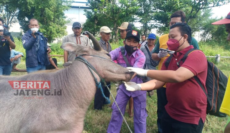 Zona Merah PMK, Kendal Butuh 20.000 Dosis Vaksin 1 Petugas Dinas Pertanian dan Pangan (DPP) Kabupaten Kendal saat mengecek hewan ternak yang terindikasi terpapar PMK. (Unggul Priambodo/Koran Lingkar)
