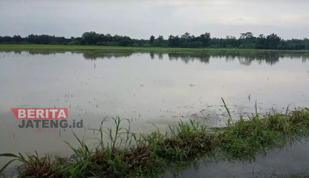 Banjir di Desa Soko, Kecamatan Gabus, Kabupaten Pati pada tahun 2021 yang mengakibatkan gagal panen. (Arif Febriyanto/Beritajateng.id)