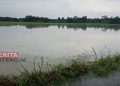 Alokasi Asuransi untuk Lahan Pertanian di Kabupaten Pati Meningkat 19 Banjir di Desa Soko, Kecamatan Gabus, Kabupaten Pati pada tahun 2021 yang mengakibatkan gagal panen. (Arif Febriyanto/Beritajateng.id)