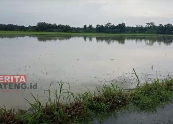 Banjir di Desa Soko, Kecamatan Gabus, Kabupaten Pati pada tahun 2021 yang mengakibatkan gagal panen. (Arif Febriyanto/Beritajateng.id)