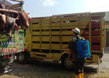 Petugas saat mengecek hewan ternak di pos lalu lintas ternak Sale-Tuban. (R. Teguh Wibowo/Koran Lingkar)