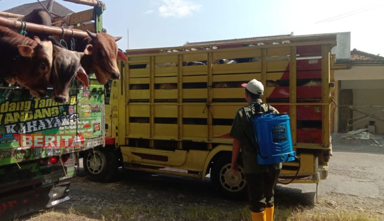 Cegah PMK Masuk, Penyekatan Lalu Lintas Ternak di Rembang Diperketat 1 Petugas saat mengecek hewan ternak di pos lalu lintas ternak Sale-Tuban. (R. Teguh Wibowo/Koran Lingkar)