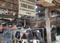 Dampak PMK, Produksi Susu Sapi di Kudus Turun hingga 15 Persen 19 Pemilik Peternakan Sapi Sumber Sehat, Zainal Abidin saat sedang merawat sapi perah miliknya, belum lama ini. (Nisa Hafizhotus Syarifa/Koran Lingkar)