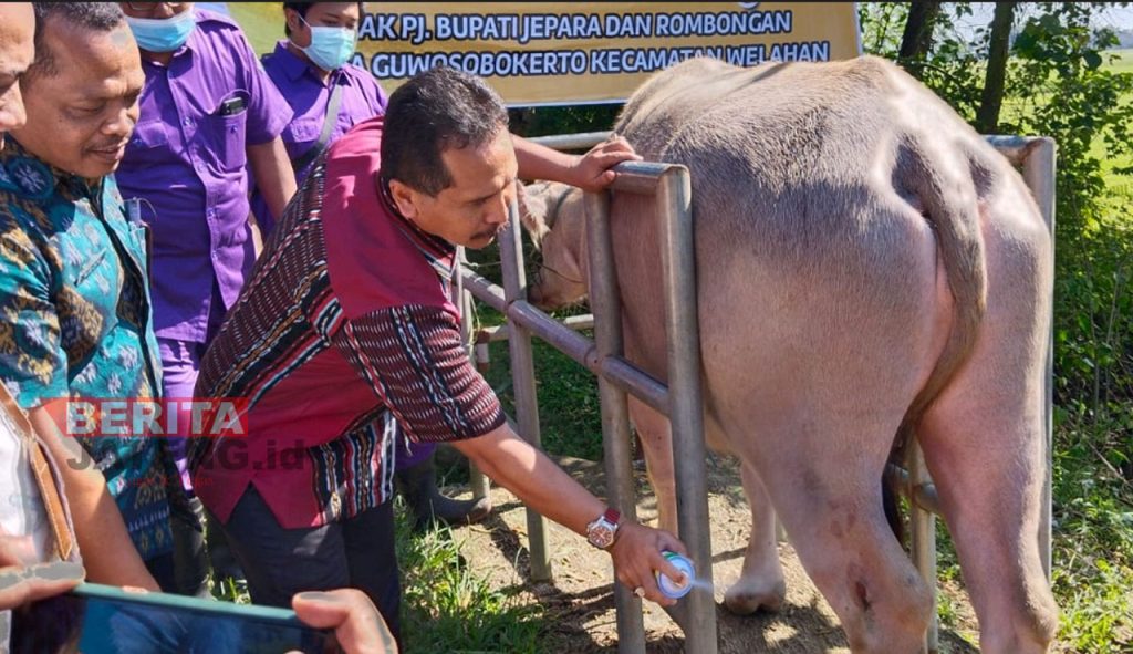 Sekretaris Daerah Kabupaten Jepara, Edy Sujatmiko saat melakukan penyemprotan hewan yang kakinya luka karena terinfeksi PMK. (Istimewa)