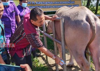 Sekretaris Daerah Kabupaten Jepara, Edy Sujatmiko saat melakukan penyemprotan hewan yang kakinya luka karena terinfeksi PMK. (Istimewa)
