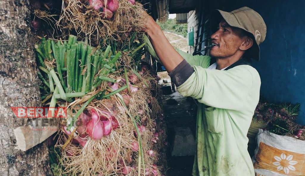 Seorang petani bawang merah Kabupaten Pati sedang memeriksa hasil panen bawang merah. (Ika Tamara Dewi/Koran Lingkar)