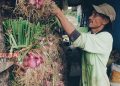 Petani Bawang Merah Kabupaten Pati Merugi Akibat Cuaca Buruk 15 Seorang petani bawang merah Kabupaten Pati sedang memeriksa hasil panen bawang merah. (Ika Tamara Dewi/Koran Lingkar)