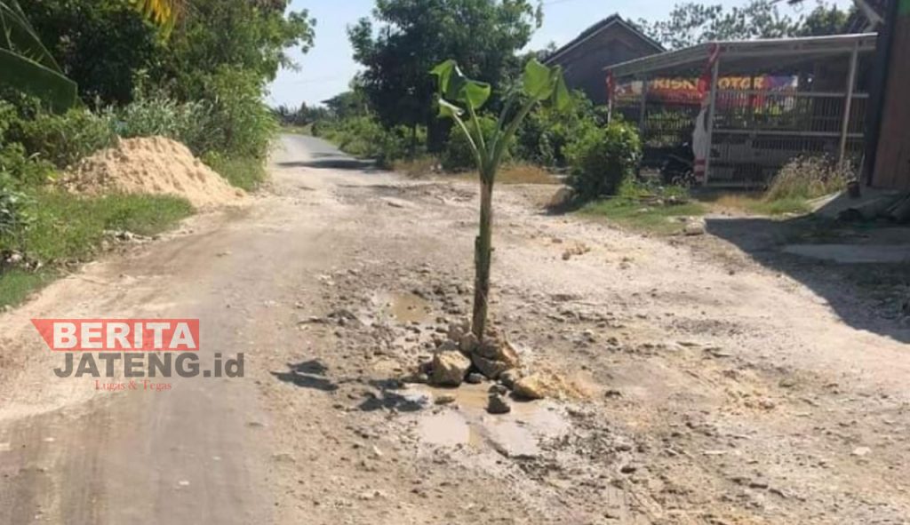 Jalan rusak Sukolilo-Prawoto ditanami warga pohon pisang. (Arif Febriyanto/Beritajateng.id)