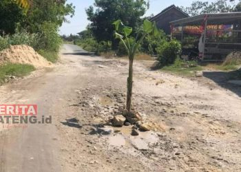 Jalan rusak Sukolilo-Prawoto ditanami warga pohon pisang. (Arif Febriyanto/Beritajateng.id)