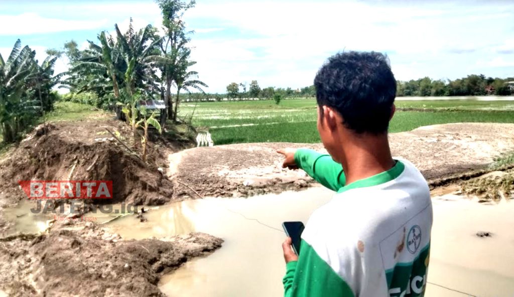 Kondisi tanggul Sungai Jajar Baru di Desa Kemloko, Kecamatan Godong, Kabupaten Grobogan pada Minggu, 27 November 2022. (Muhamad Ansori/Koran Lingkar)