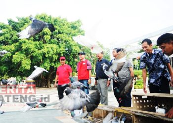 Komunitas Merpati Pos Silugonggo Lepas Sejumlah Burung di Alun-alun Pati
