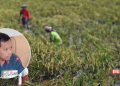 Minat Pemuda Jadi Petani Menurun, Dewan Pati: Harus Ada Solusi Pemerintah 17 Minat Pemuda Jadi Petani Menurun, Dewan Pati: Harus Ada Solusi Pemerintah