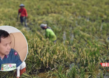 Minat Pemuda Jadi Petani Menurun, Dewan Pati: Harus Ada Solusi Pemerintah