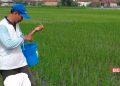 Pj Bupati Henggar Sebut Alur Penjualan Gabah Petani di Pati Tak Jelas 17 BERTANI: Petani asal Jambean Kidul, Kecamatan Margorejo, Kabupaten Pati sedang menebar pupuk di ladang padi miliknya, Kamis, 29 Februari 2024. (Setyo Nugroho/Beritajateng.id)