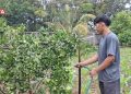 Hasilkan Produksi Pertanian Unggul, Dispertan Kendal Kelola Kebun Benih 16 MENYIRAM TANAMAN: Petugas UPTD Perbenihan Dispertan Kendal menyiram tanaman di kebun benih Meteseh, Kecamatan Boja, Kabupaten Kendal. (Arvian Maulana/Beritajateng.id)