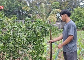 MENYIRAM TANAMAN: Petugas UPTD Perbenihan Dispertan Kendal menyiram tanaman di kebun benih Meteseh, Kecamatan Boja, Kabupaten Kendal. (Arvian Maulana/Beritajateng.id)