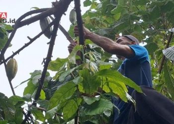 BUDI DAYA: Seorang petani kakao yang sedang merawat tanaman kakao. (Arvian Maulana/Beritajateng.id)