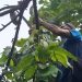 Maksimalkan Budi Daya Kakao, Dispertan Kendal Gelar Pelatihan untuk Petani 9 BUDI DAYA: Seorang petani kakao yang sedang merawat tanaman kakao. (Arvian Maulana/Beritajateng.id)