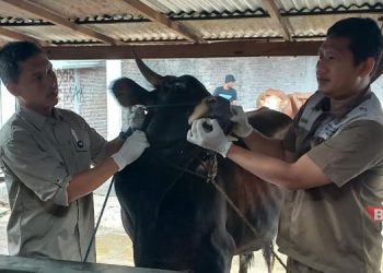 MENGECEK: Tenaga Kesehatan Dispertan Kendal saat mengecek kondisi sapi di salah satu peternak Kendal, Kamis, 13 Juni 2024. (Arvian Maulana/Beritajateng.id)