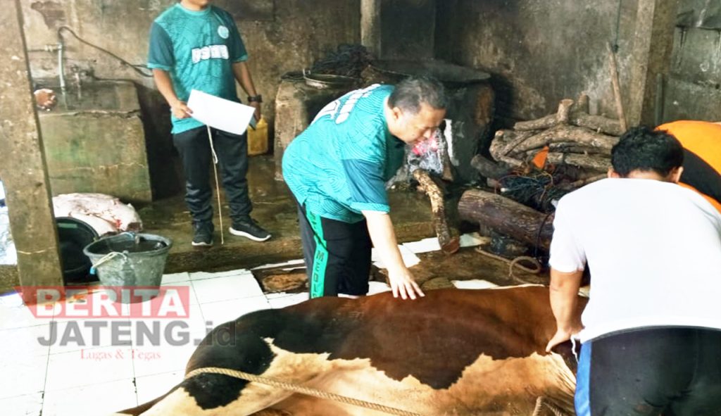 Direktur RS Mitra Bangsa melakukan pengecekan penyembelihan hewan kurban di Desa Blaru, Pati kota pada Selasa (18/6). (Setyo Nugroho/Lingkar)