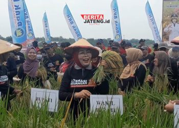 Pemkab Grobogan Pecahkan Rekor Muri Pemetik Padi Terbanyak dengan “Ani-Ani”