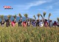 Terapkan Sistem Organik, Petani di Candirejo Semarang Panen Raya, Begini Hasilnya 16 Terapkan Sistem Organik, Petani di Candirejo Semarang Panen Raya, Begini Hasilnya