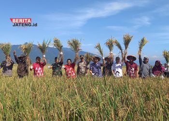 Terapkan Sistem Organik, Petani di Candirejo Semarang Panen Raya, Begini Hasilnya