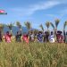 Terapkan Sistem Organik, Petani di Candirejo Semarang Panen Raya, Begini Hasilnya 8 Terapkan Sistem Organik, Petani di Candirejo Semarang Panen Raya, Begini Hasilnya