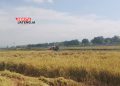 Miris, Produksi Padi di Kabupaten Pati Anjlok 5,15 Persen, Ini Penyebabnya