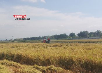 Miris, Produksi Padi di Kabupaten Pati Anjlok 5,15 Persen, Ini Penyebabnya