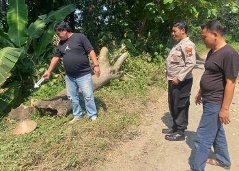 Miris, Warga di Pegandon Kendal Tewas Usai Tertimpa Pohon Tumbang