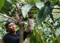 Petani di Pati Panen Lebih Awal, Kejar Harga Kopi yang Melonjak