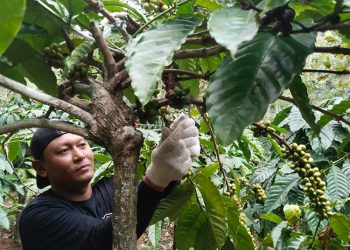 Petani di Pati Panen Lebih Awal, Kejar Harga Kopi yang Melonjak