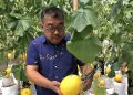 Permintaan Tinggi, Golden Melon Jadi Peluang Bisnis Menjanjikan di Grobogan 15 Permintaan Tinggi, Golden Melon Jadi Peluang Bisnis Menjanjikan di Grobogan