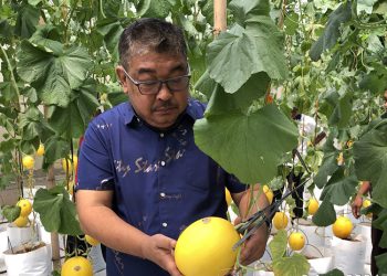 Permintaan Tinggi, Golden Melon Jadi Peluang Bisnis Menjanjikan di Grobogan