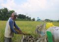 Produktivitas  Turun, DPRD Pati Minta Pemda Perhatikan Bahan Pertanian