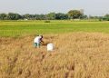 DPRD Pati Soroti Kinerja Pemkab di Sektor Pertanian Dinilai Turun 15 DPRD Pati Soroti Kinerja Pemkab di Sektor Pertanian Dinilai Turun