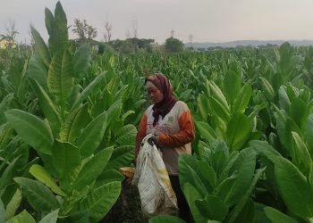 Harga Tembakau Rajang Kering di Kendal Capai Rp 60 Ribu per Kilogram