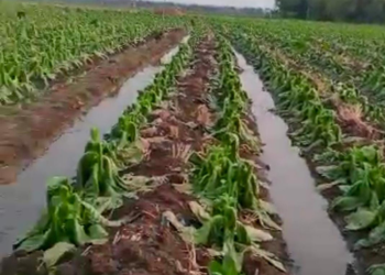 Petani Blora Terancam Gagal Panen, Imbas Kebanjiran