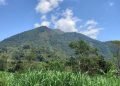 Terpantau Aman, Petugas Gabungan Menyisir Titik-titik Api Kebakaran Gunung Telomoyo 15 Terpantau Aman, Petugas Gabungan Menyisir Titik-titik Api Kebakaran Gunung Telomoyo