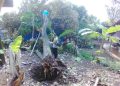 Akibat Hujan Lebat, Rumah Warga di Semarang Tertimpa Pohon Tumbang Setinggi 25 Meter